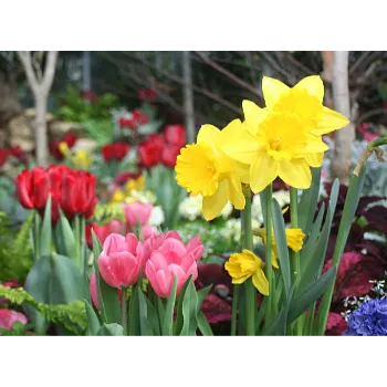 Natural Tulip Flower